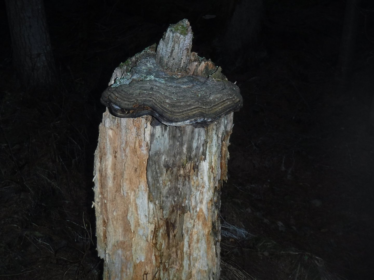 DSCF0765.JPG
