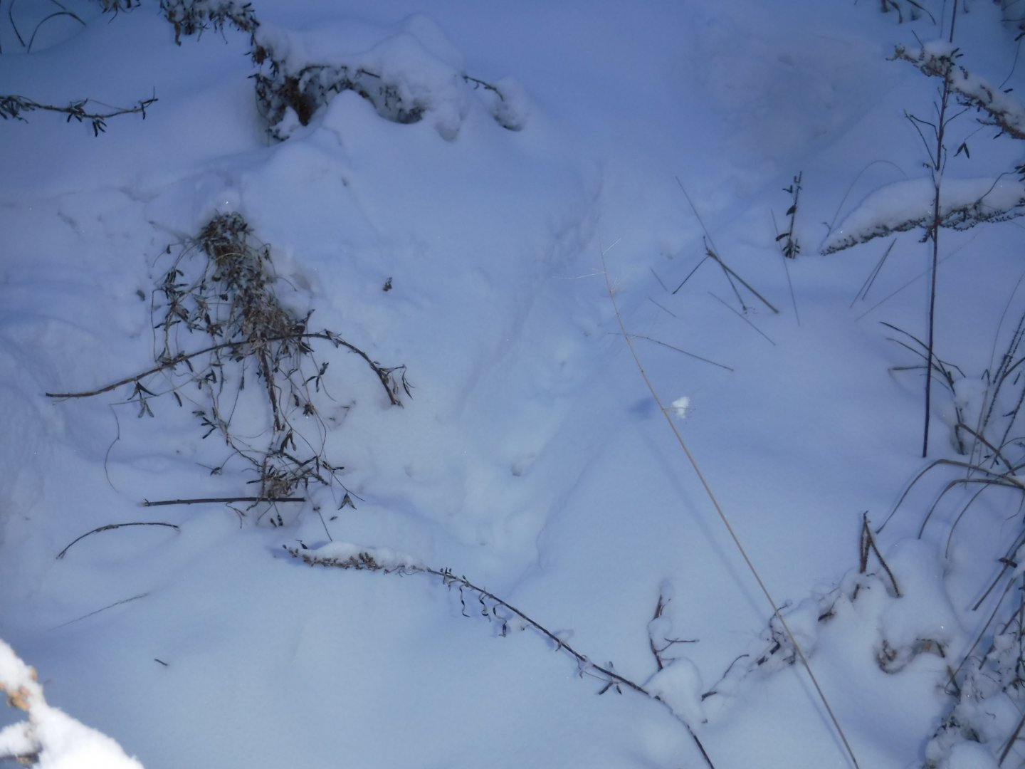 DSCF1025.JPG
