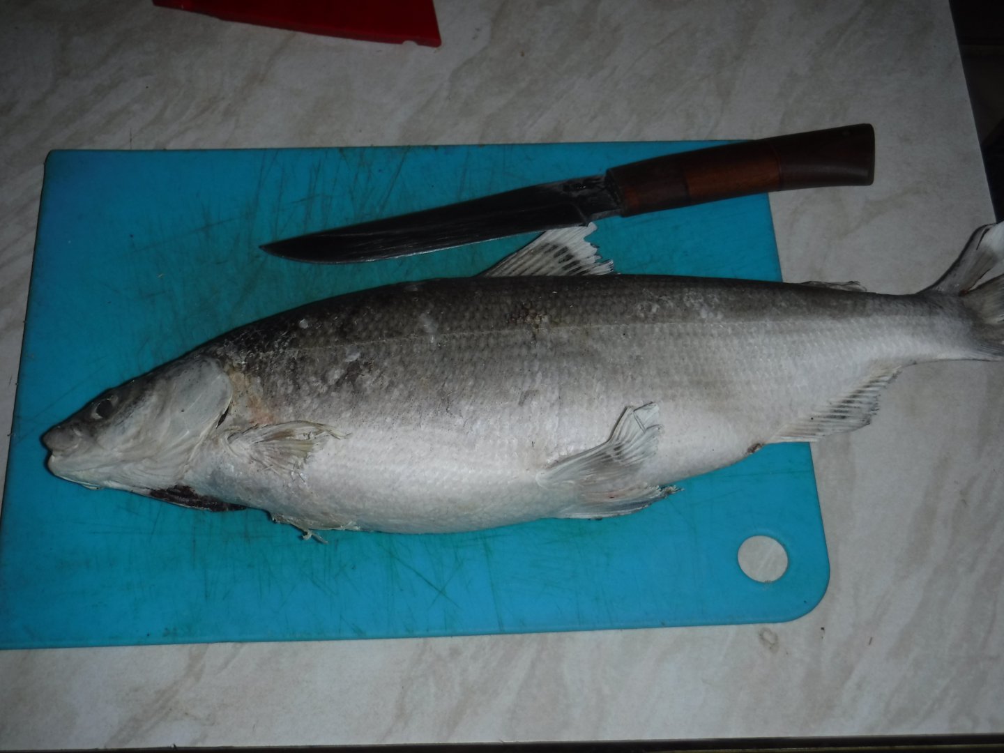 DSCF1088.JPG