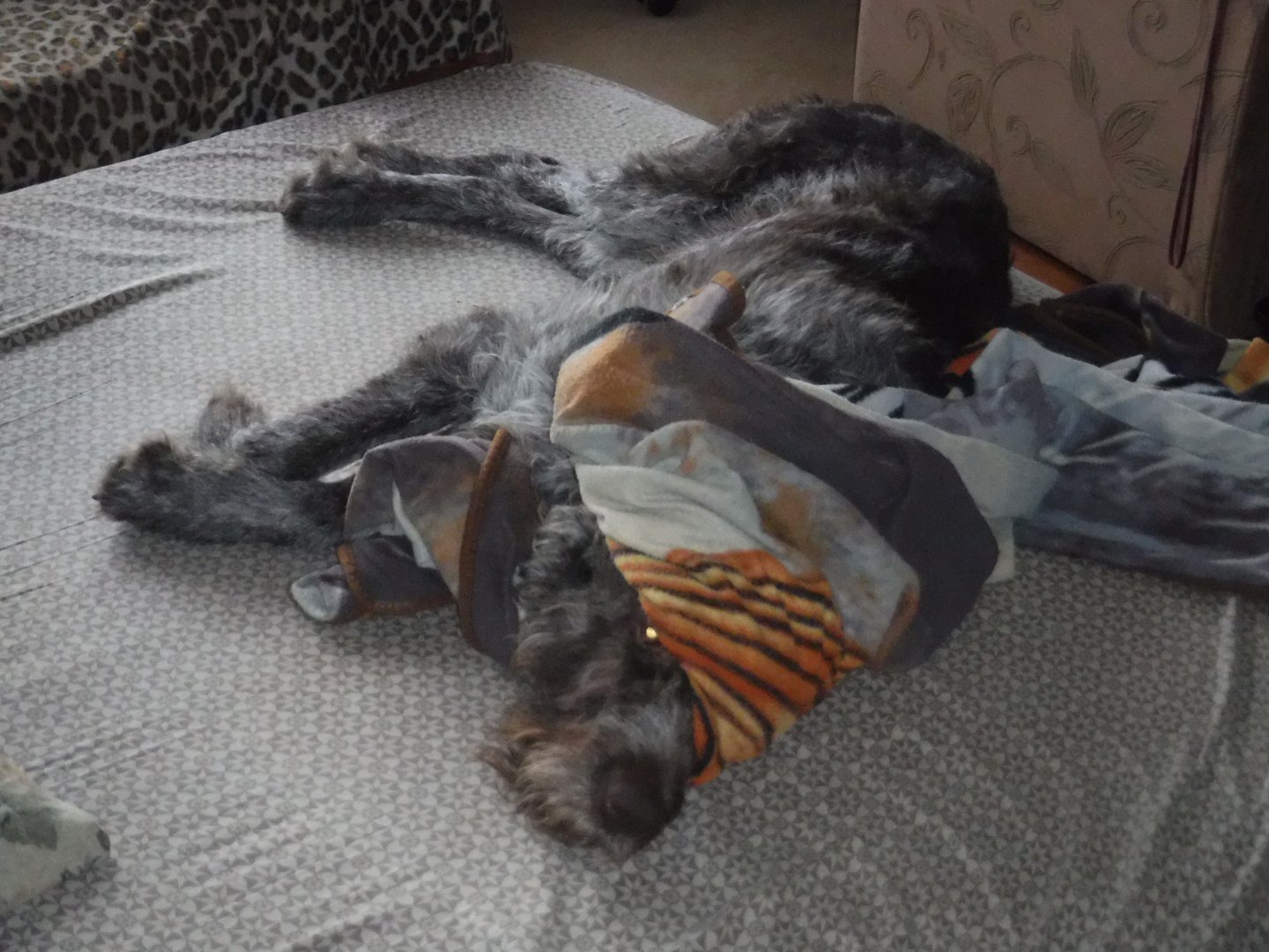 DSCF1159.JPG