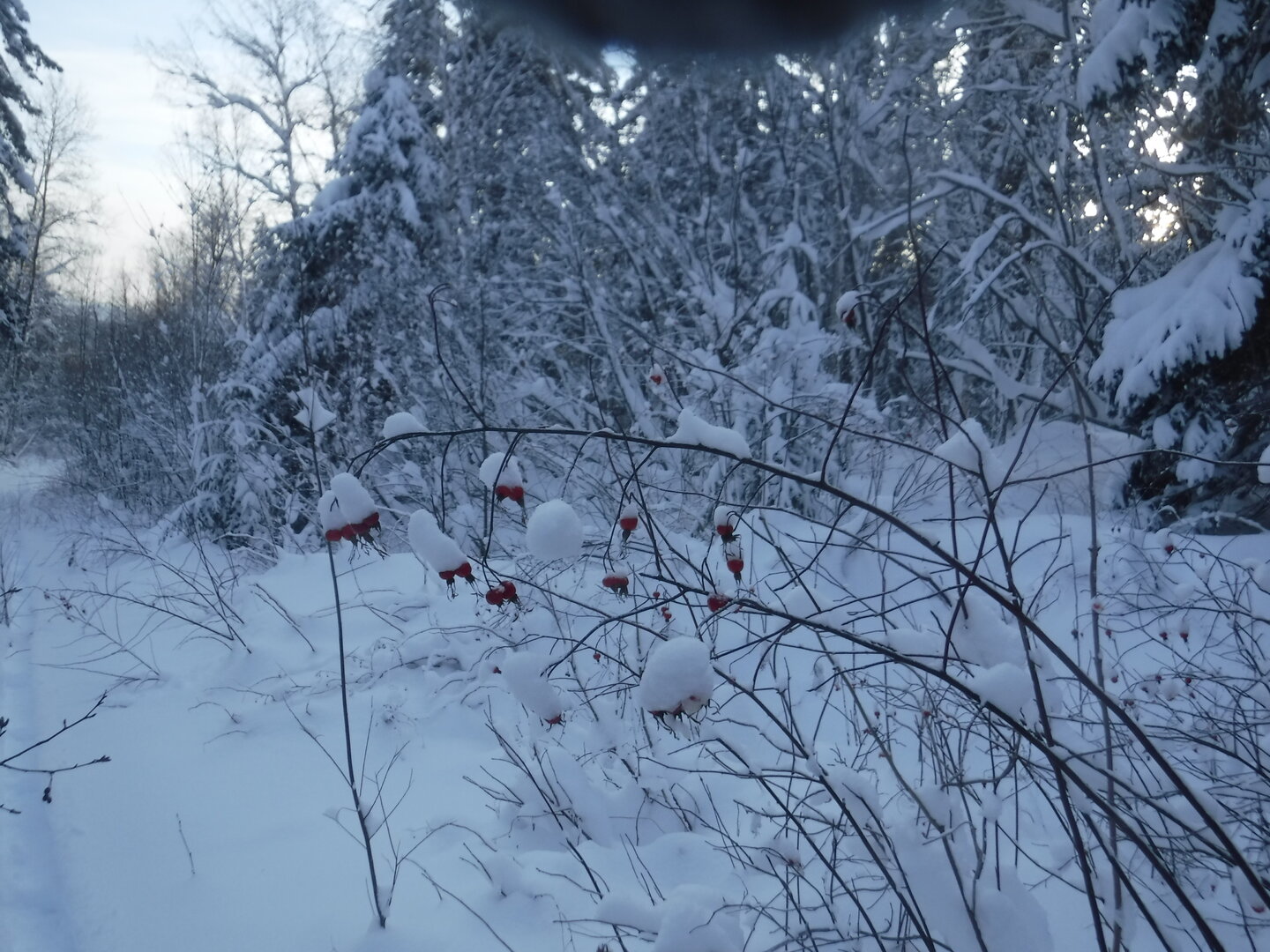DSCF1177.JPG