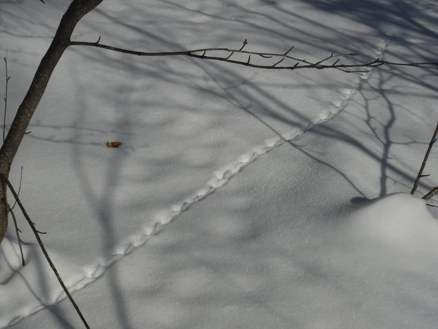 DSCF1186.JPG