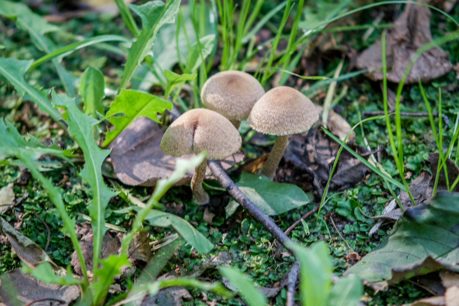 DSCF1190.jpg