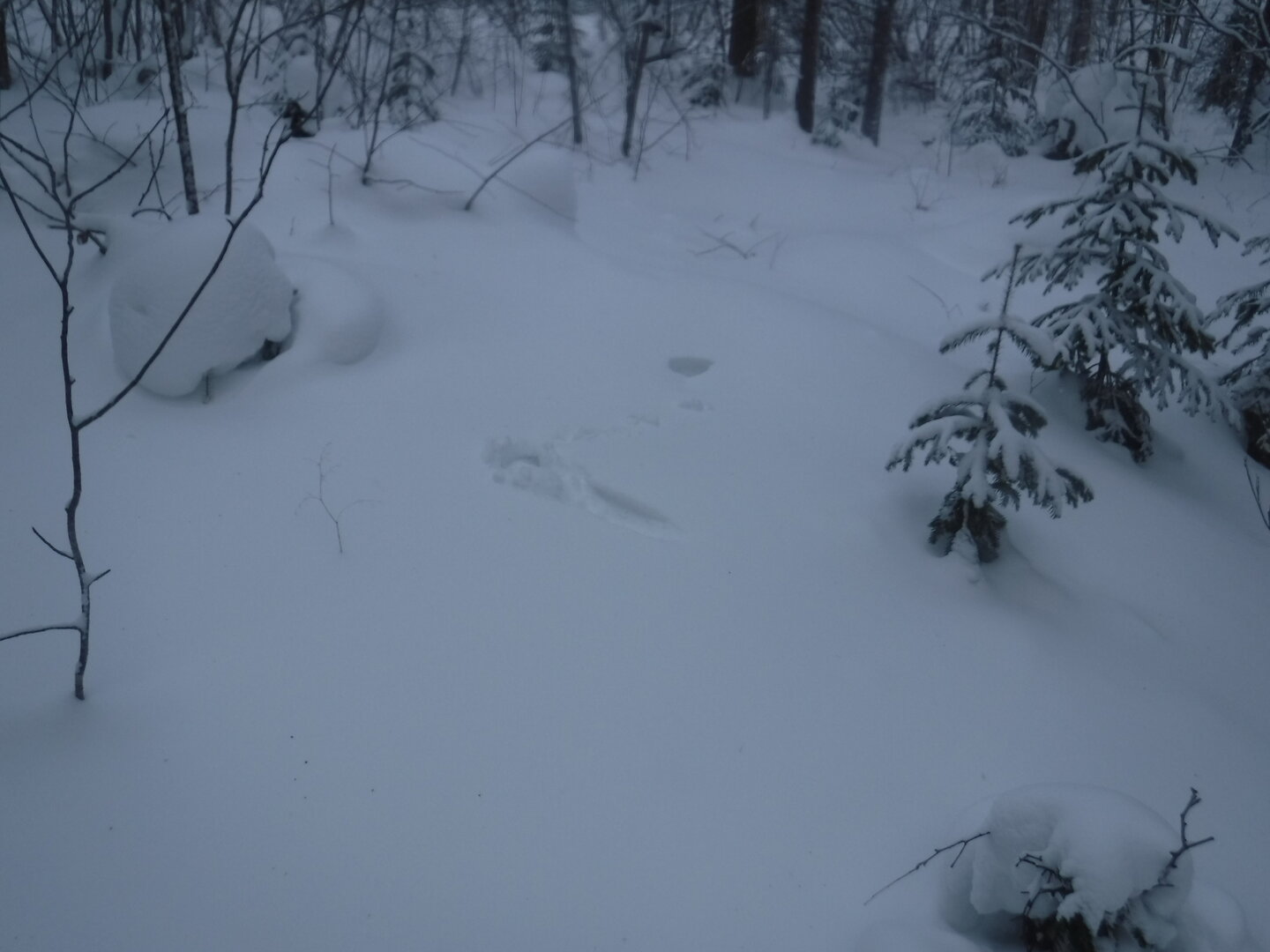 DSCF1239.JPG