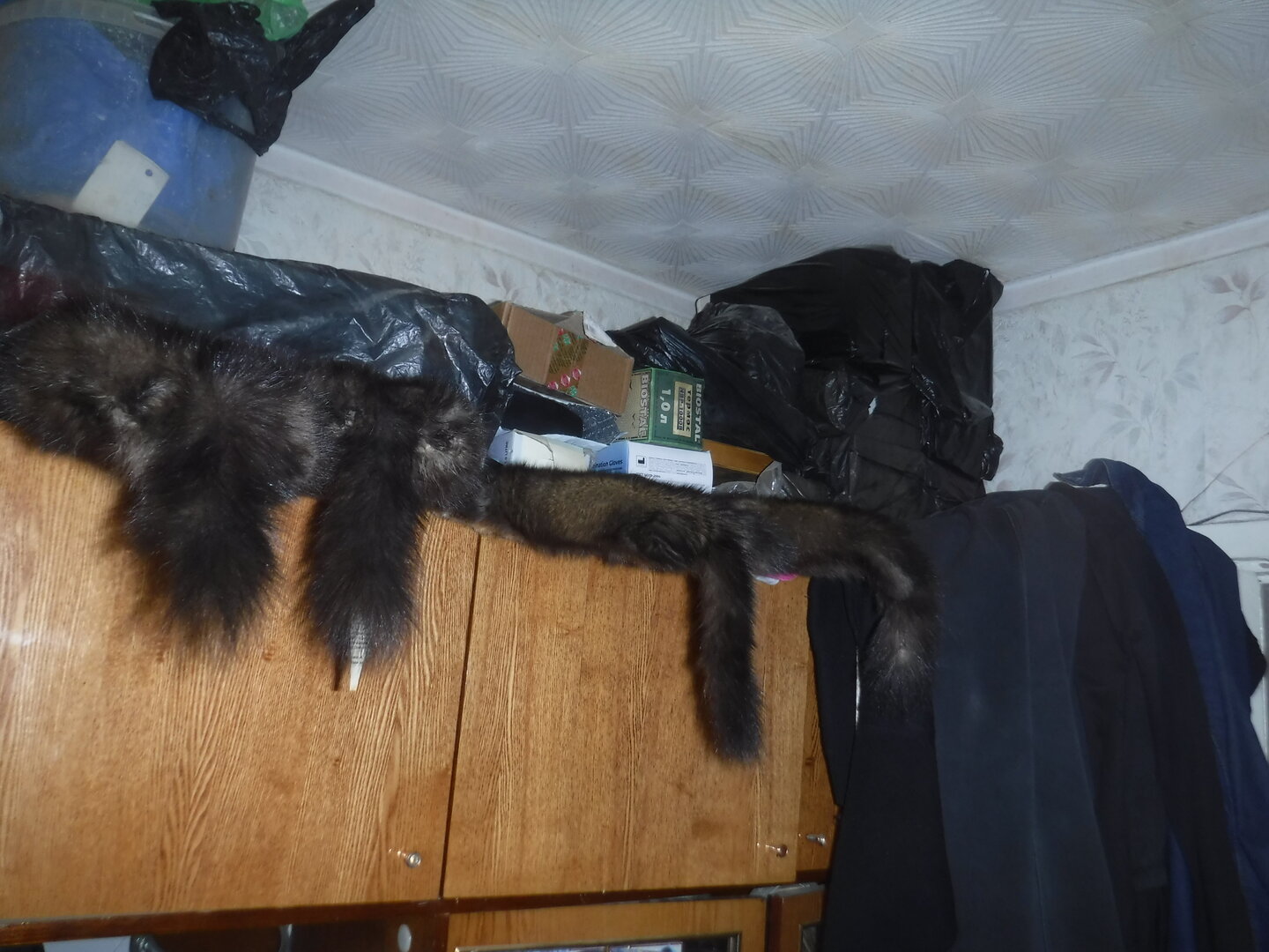 DSCF1241.JPG