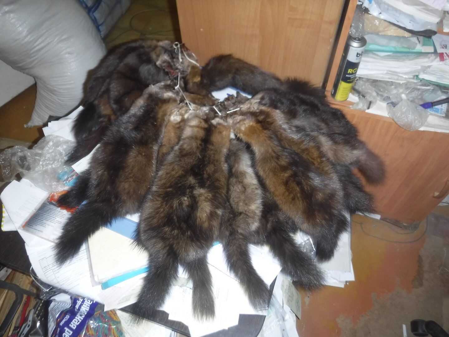 DSCF1244.JPG