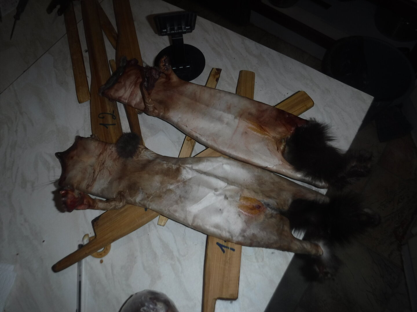DSCF1245.JPG