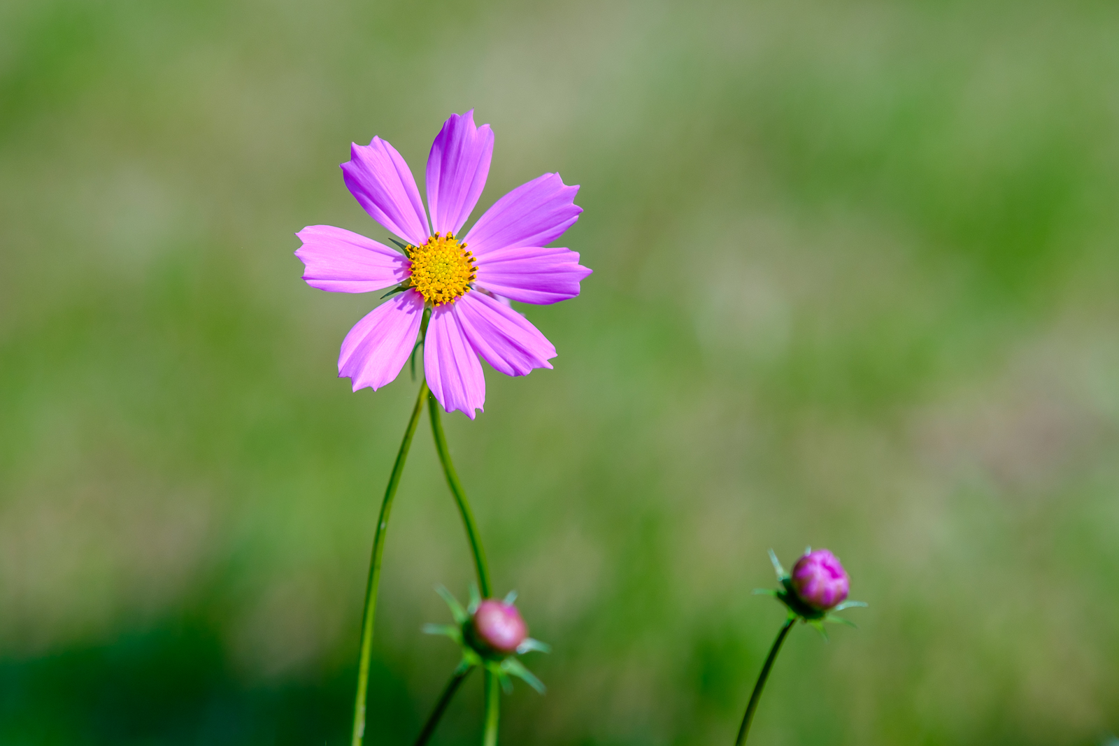 DSCF1283.jpg