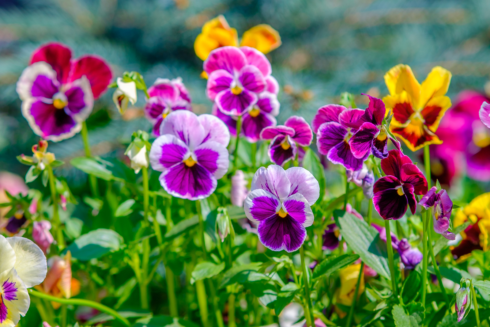 DSCF1364-2.jpg