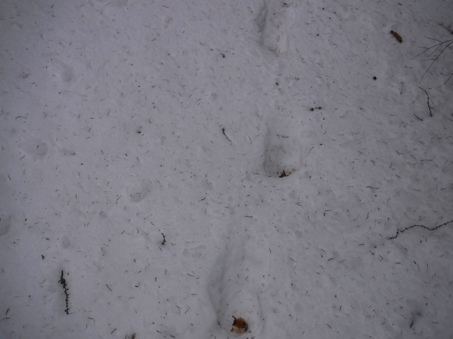 DSCF1386.JPG