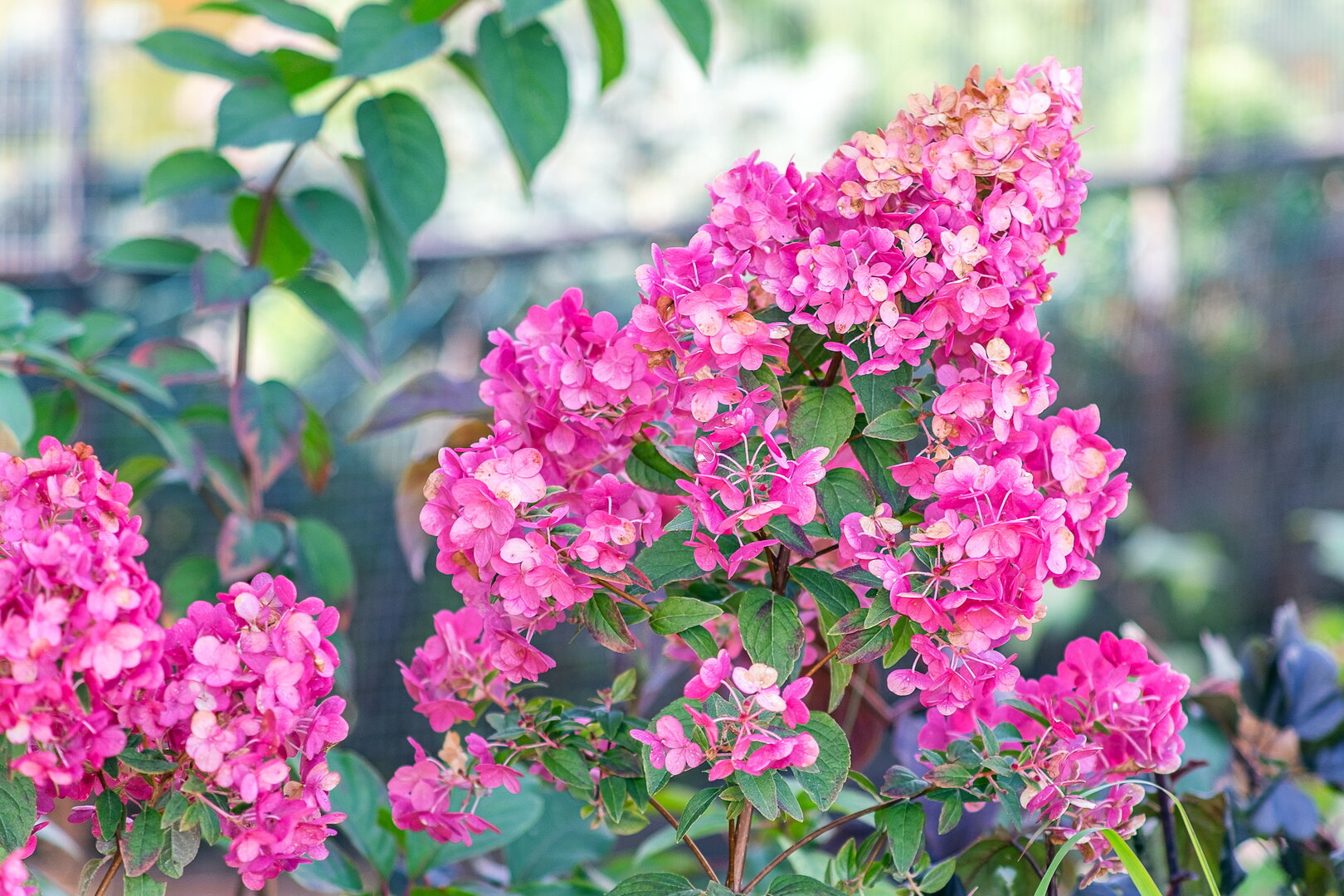 DSCF1387.jpg