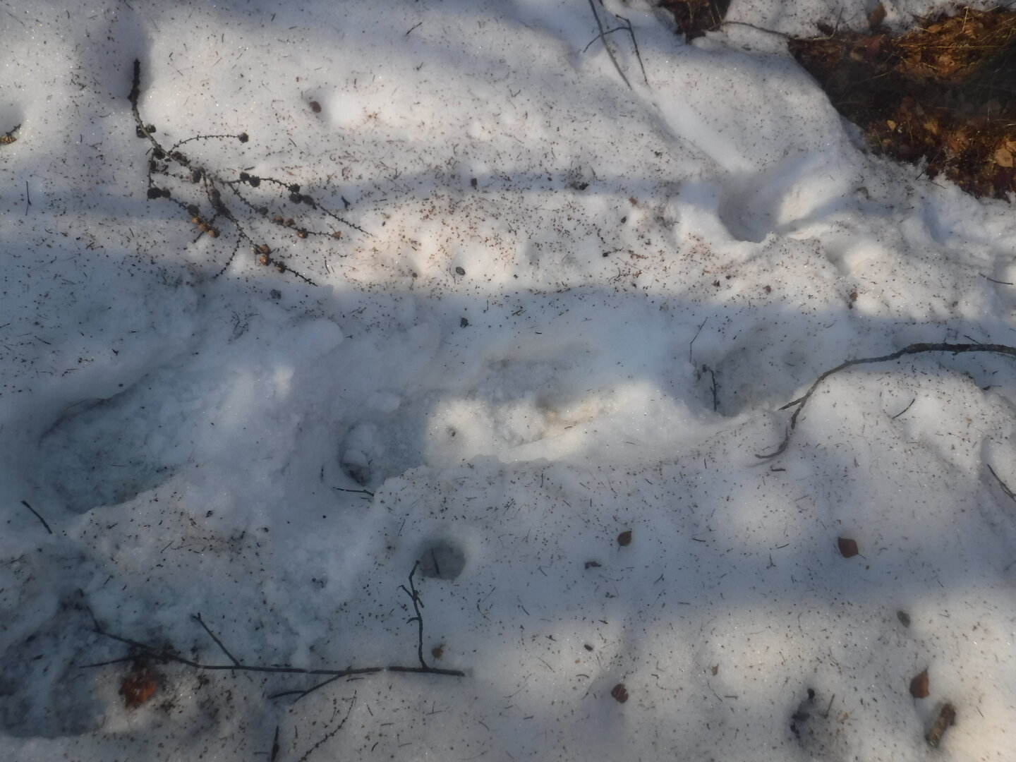 DSCF1463.JPG