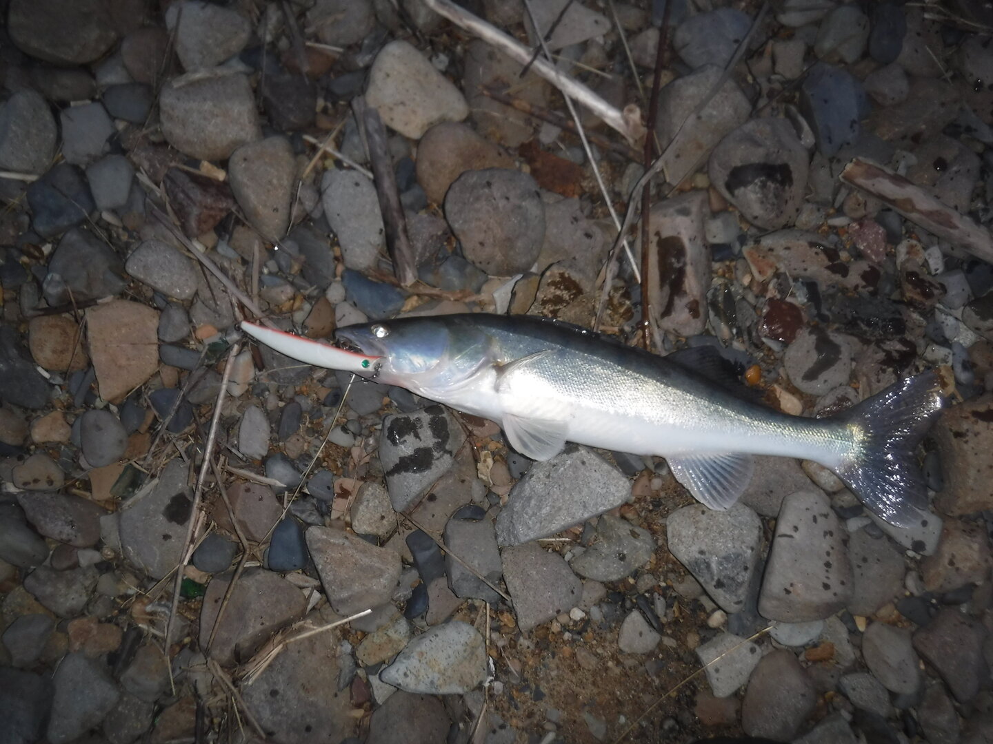 DSCF1486.JPG