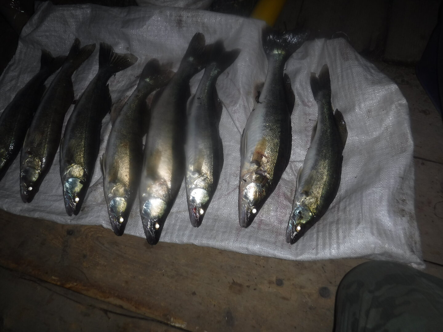 DSCF1513.JPG