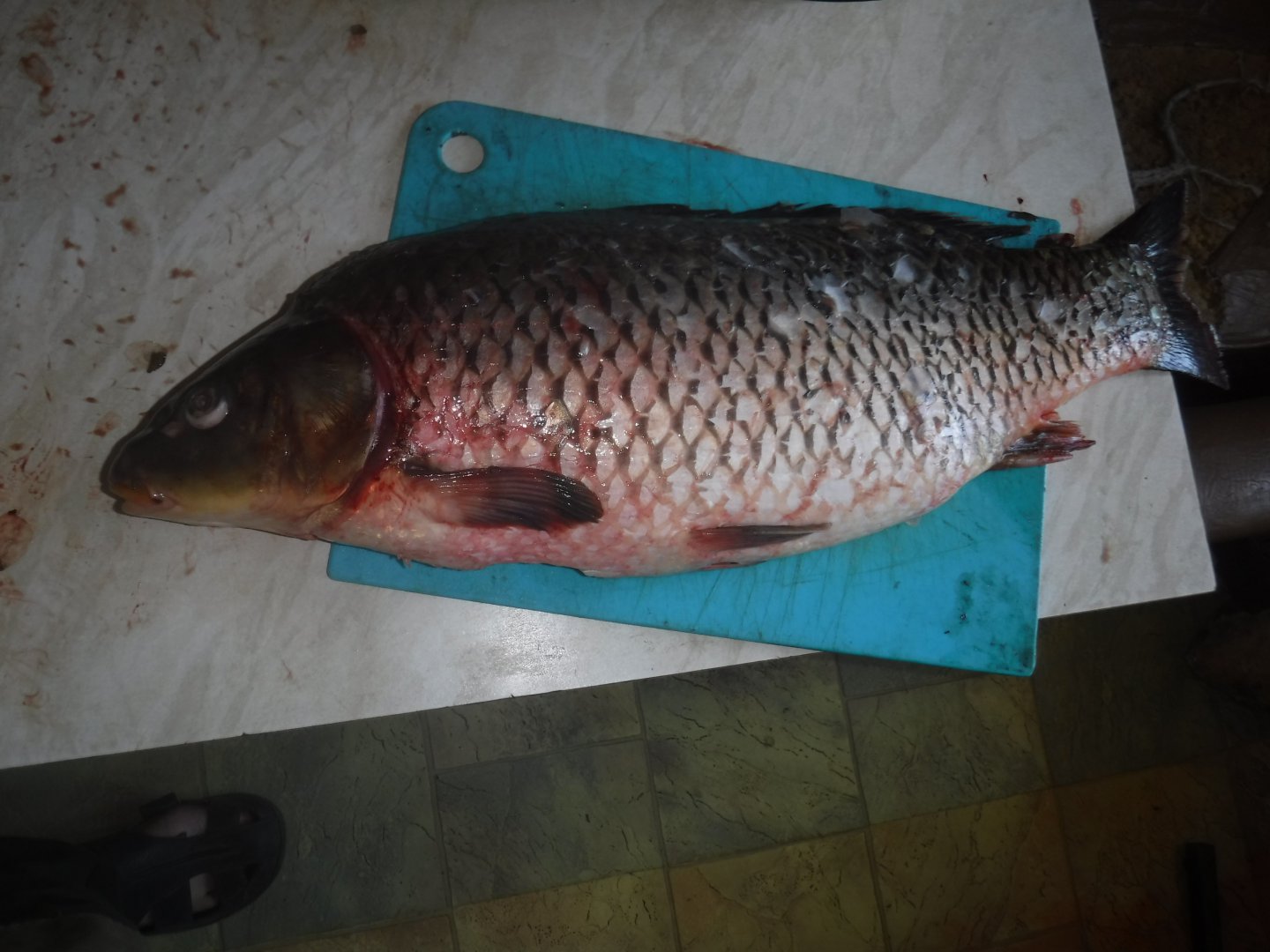 DSCF1526.JPG