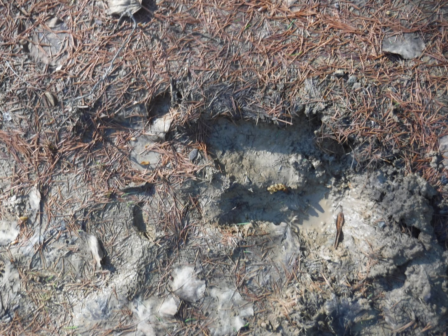DSCF1531.JPG