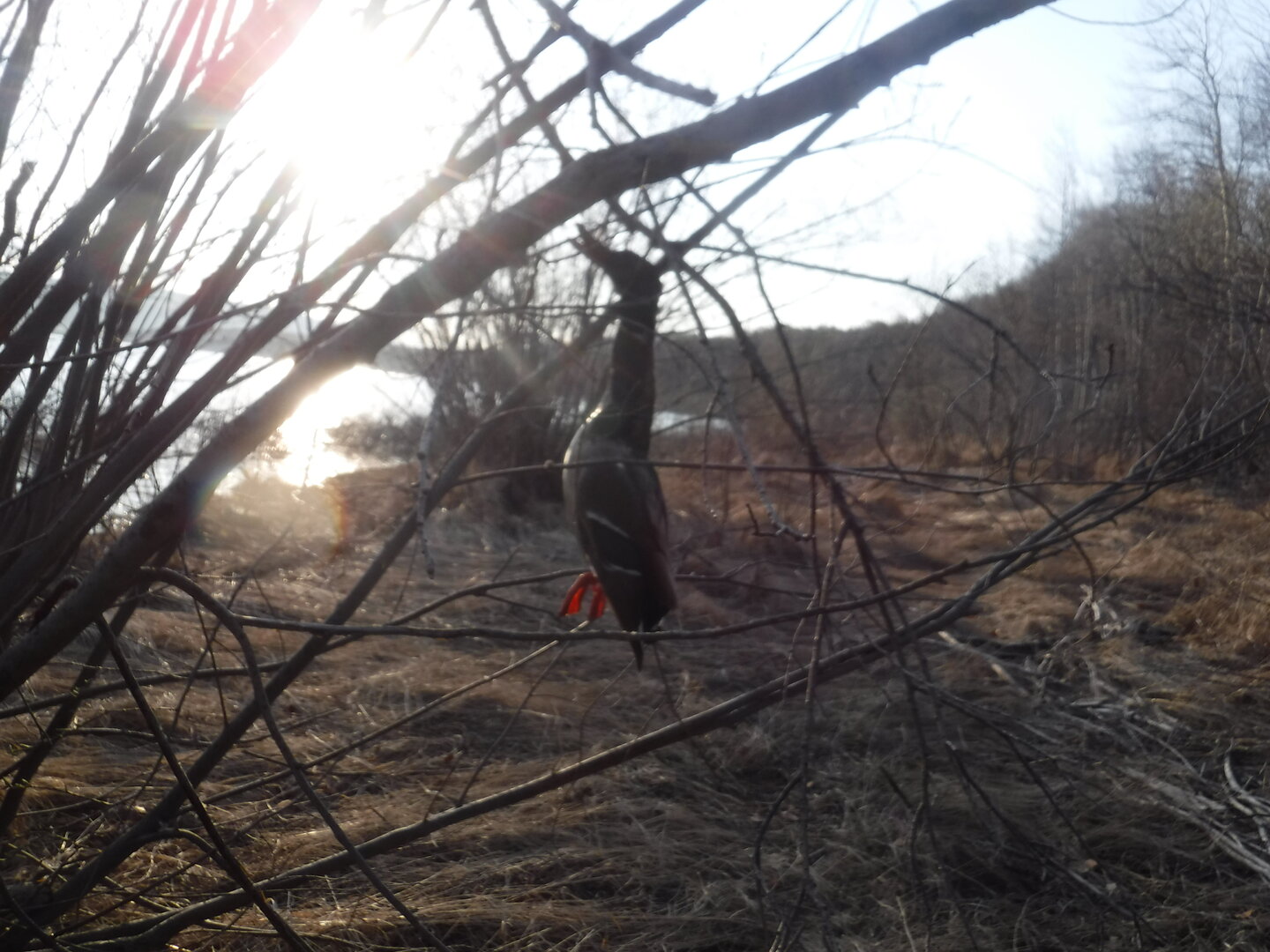 DSCF1531.JPG