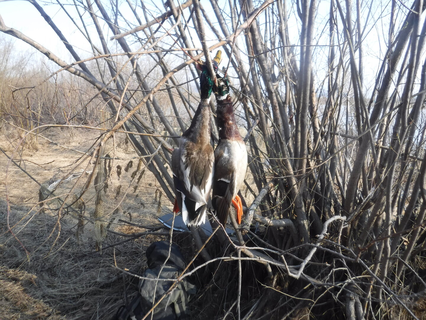 DSCF1536.JPG
