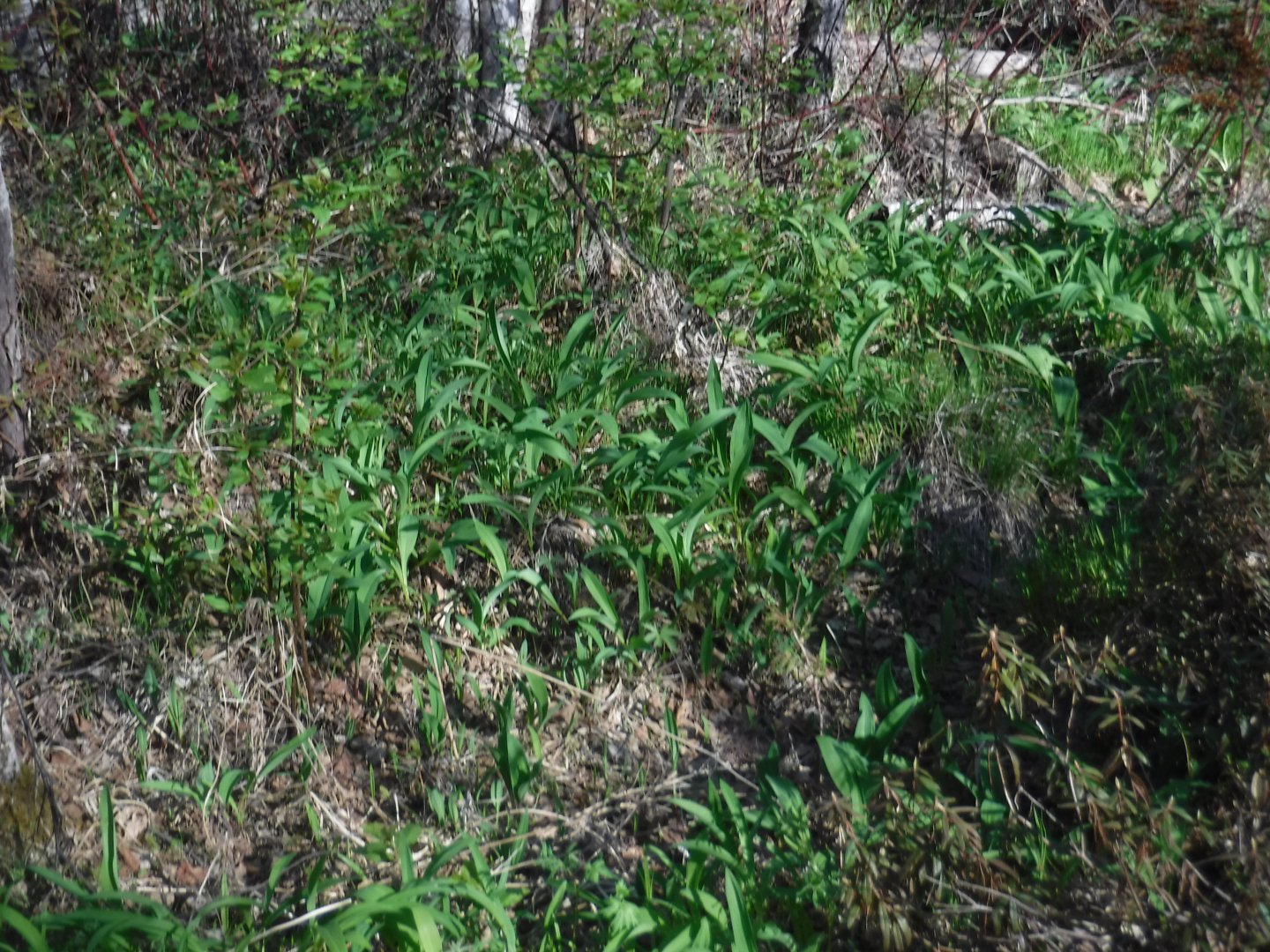 DSCF1545.JPG