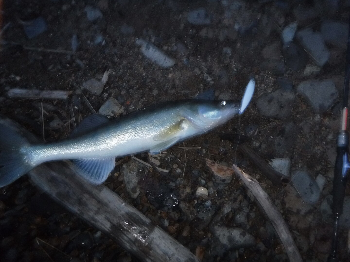DSCF1553.JPG