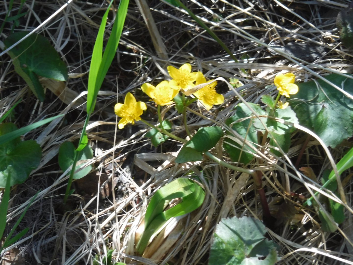 DSCF1555.JPG