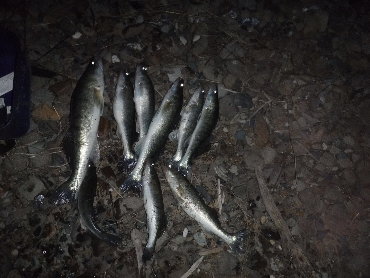 DSCF1558.JPG
