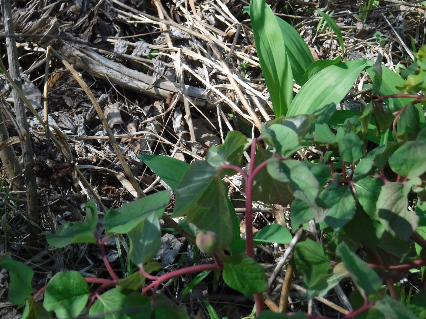 DSCF1560.JPG
