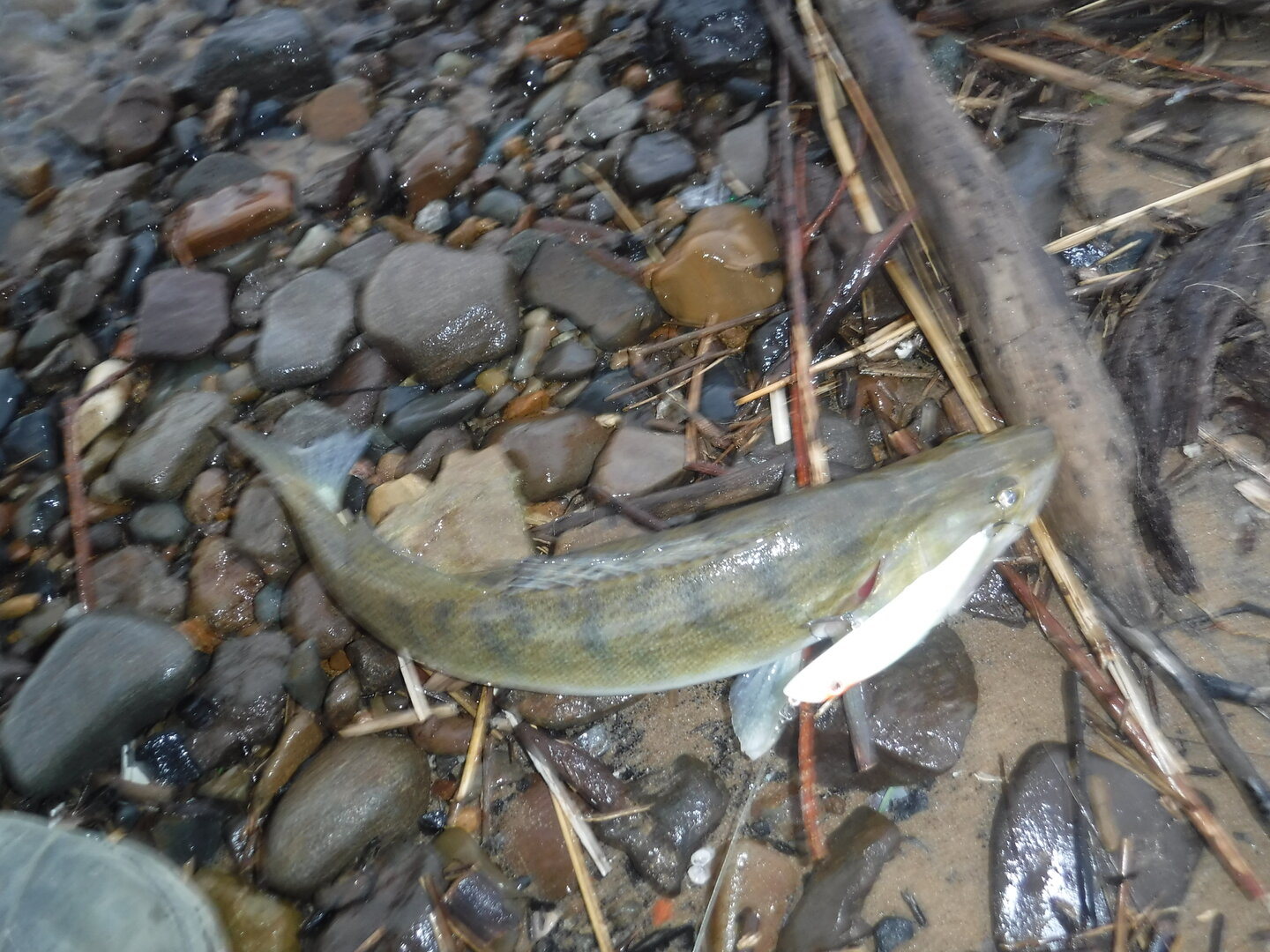 DSCF1561.JPG