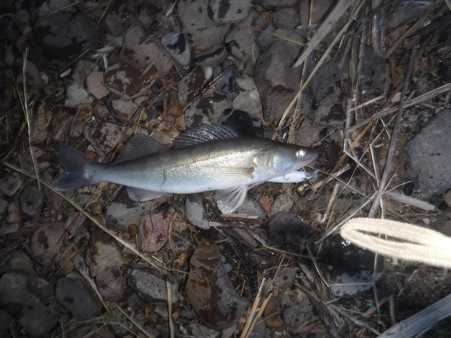 DSCF1572.JPG