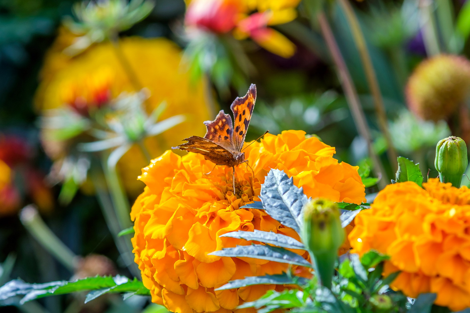 DSCF1573.jpg