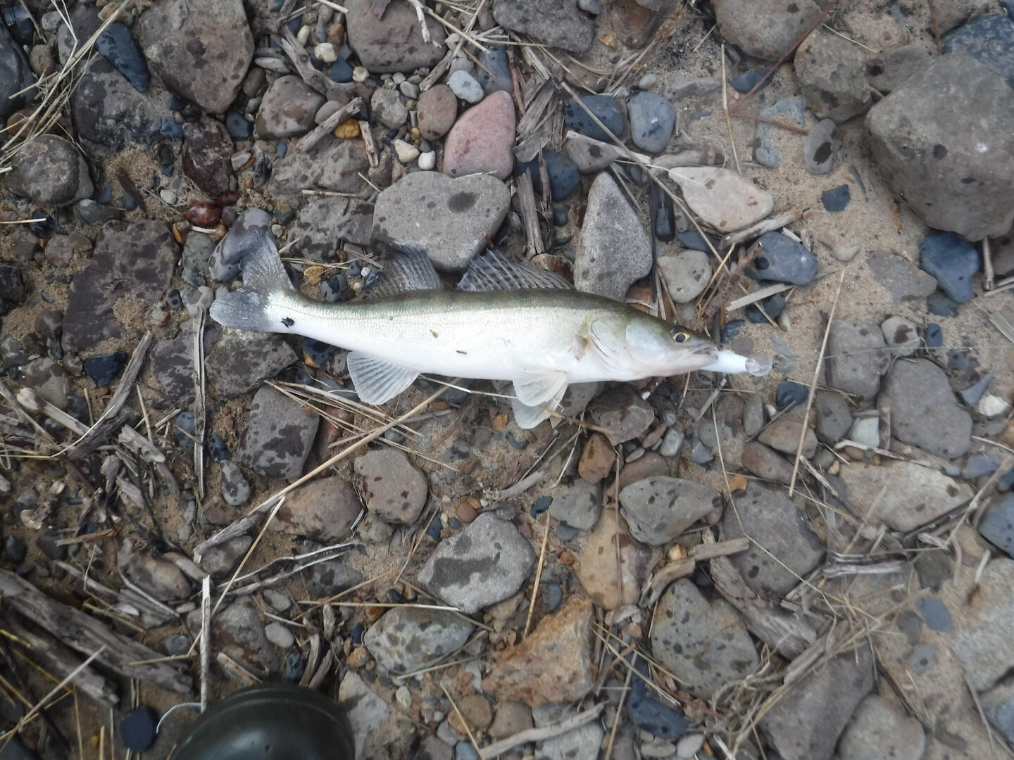 DSCF1582.JPG