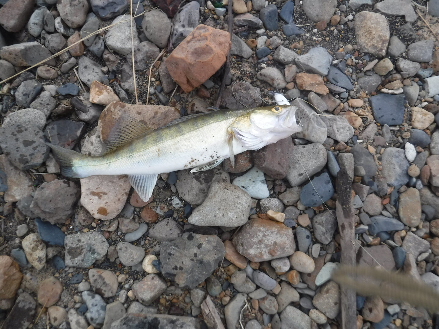 DSCF1583.JPG