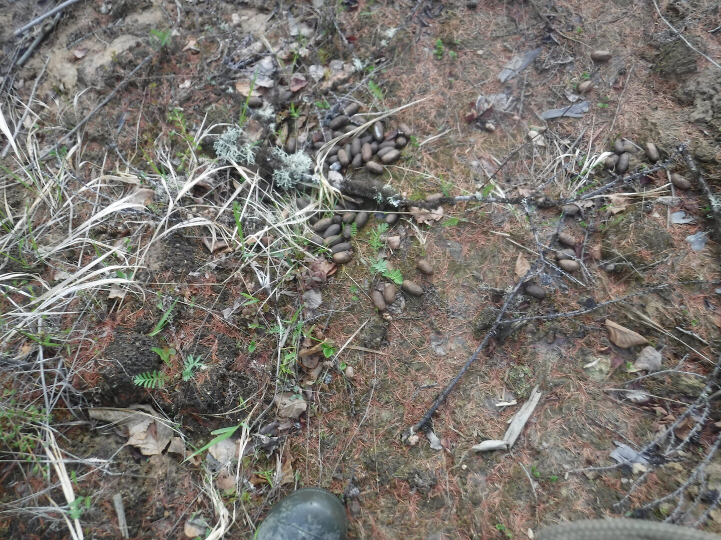 DSCF1595.JPG
