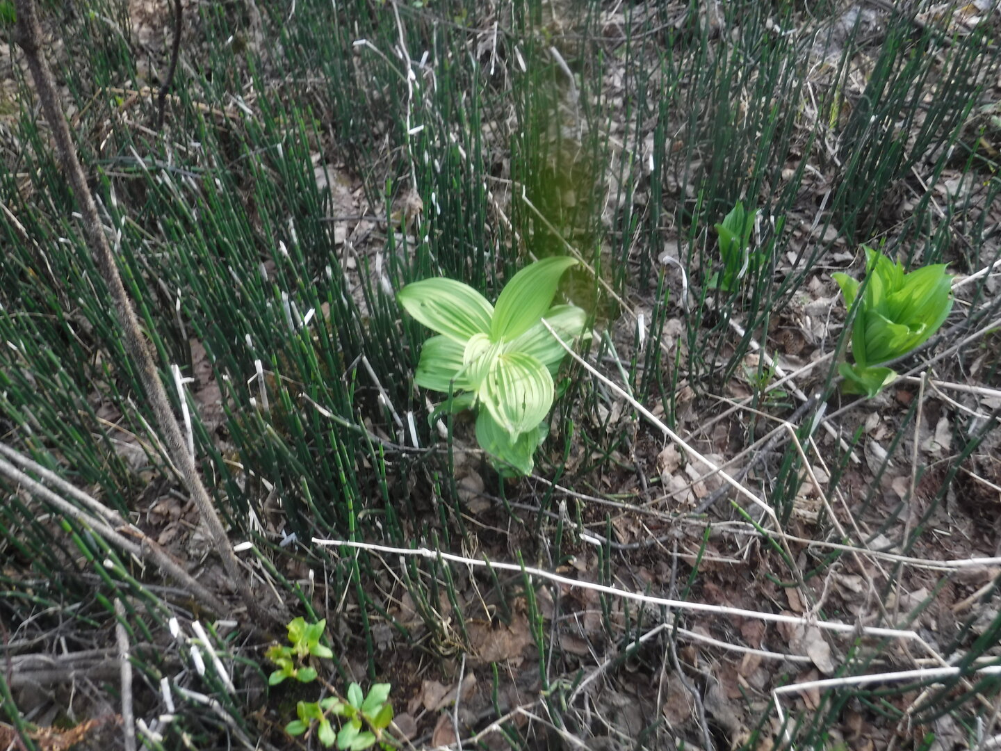 DSCF1599.JPG