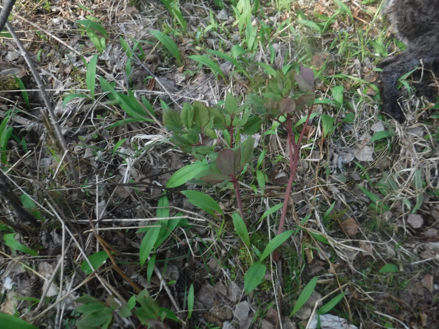 DSCF1606.JPG