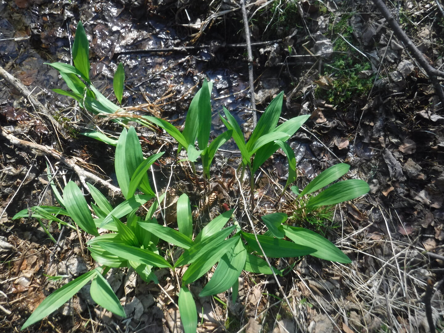 DSCF1608.JPG