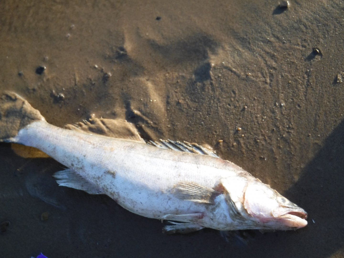 DSCF1609.JPG