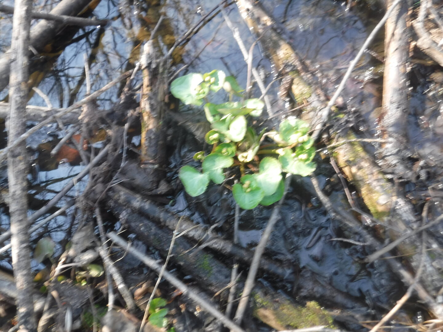 DSCF1610.JPG