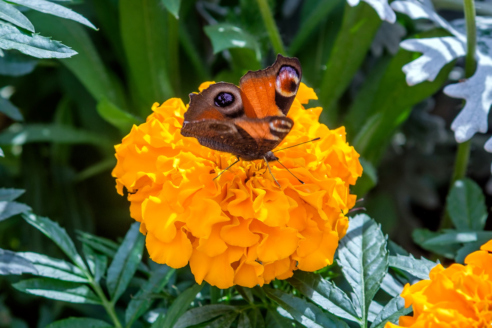 DSCF1614.jpg
