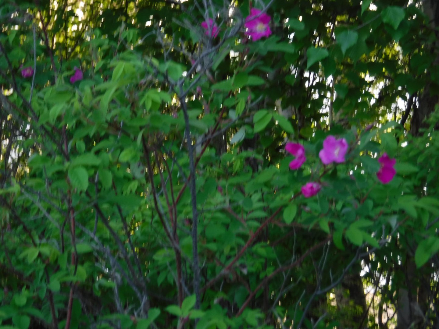 DSCF1615.JPG