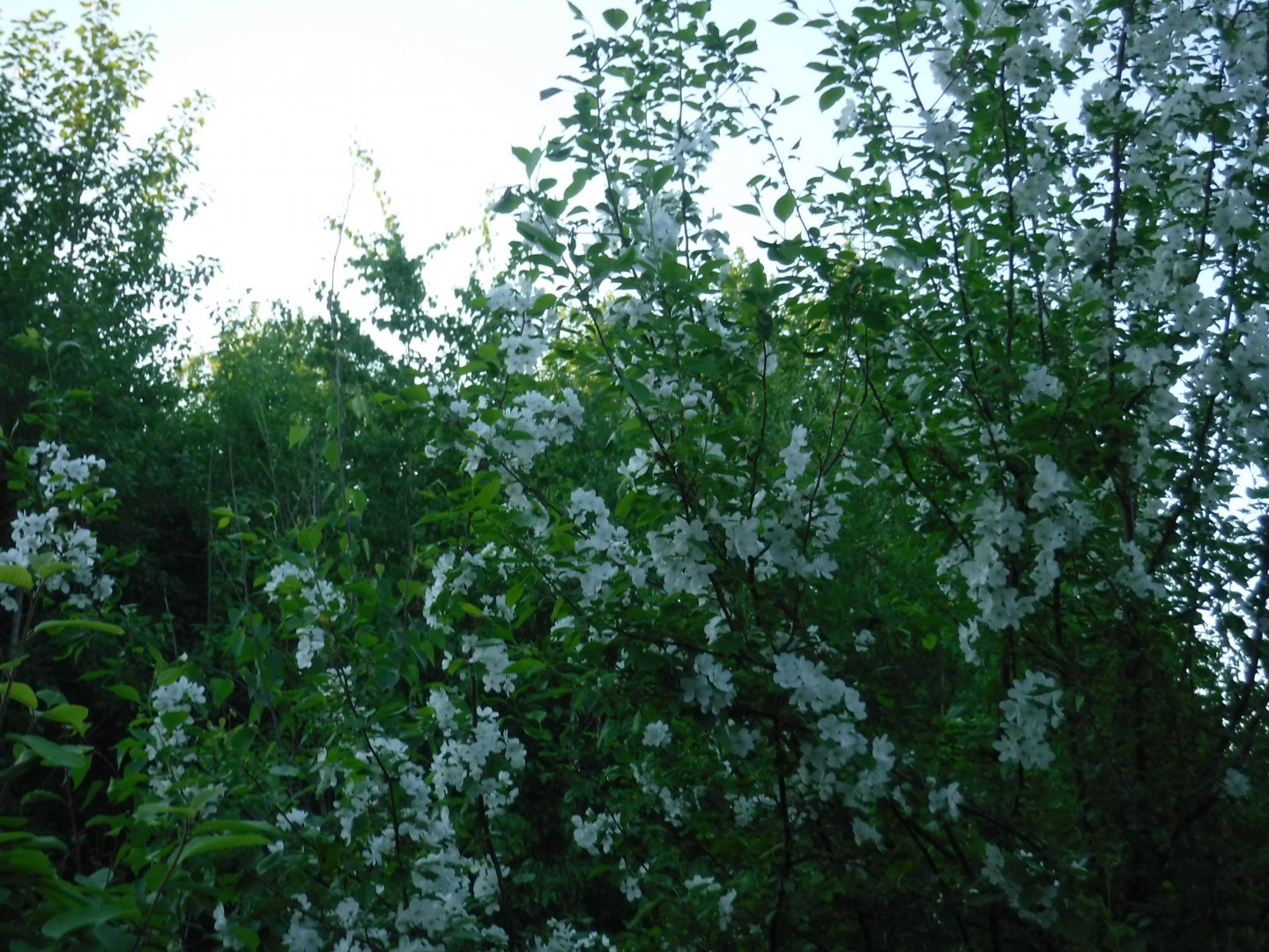 DSCF1616.JPG
