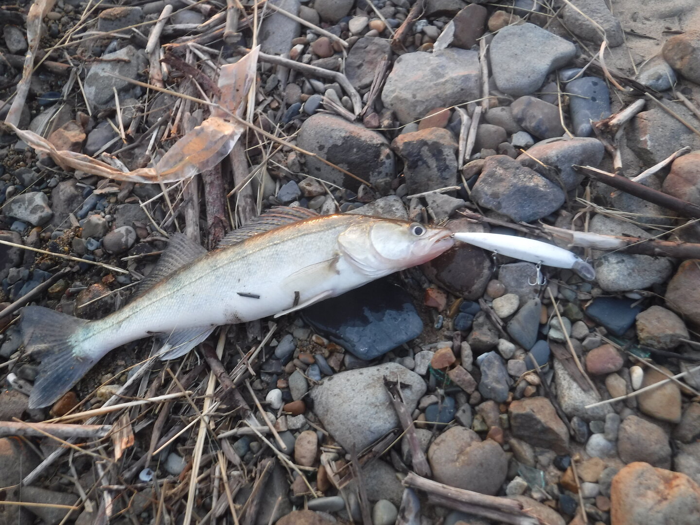 DSCF1616.JPG