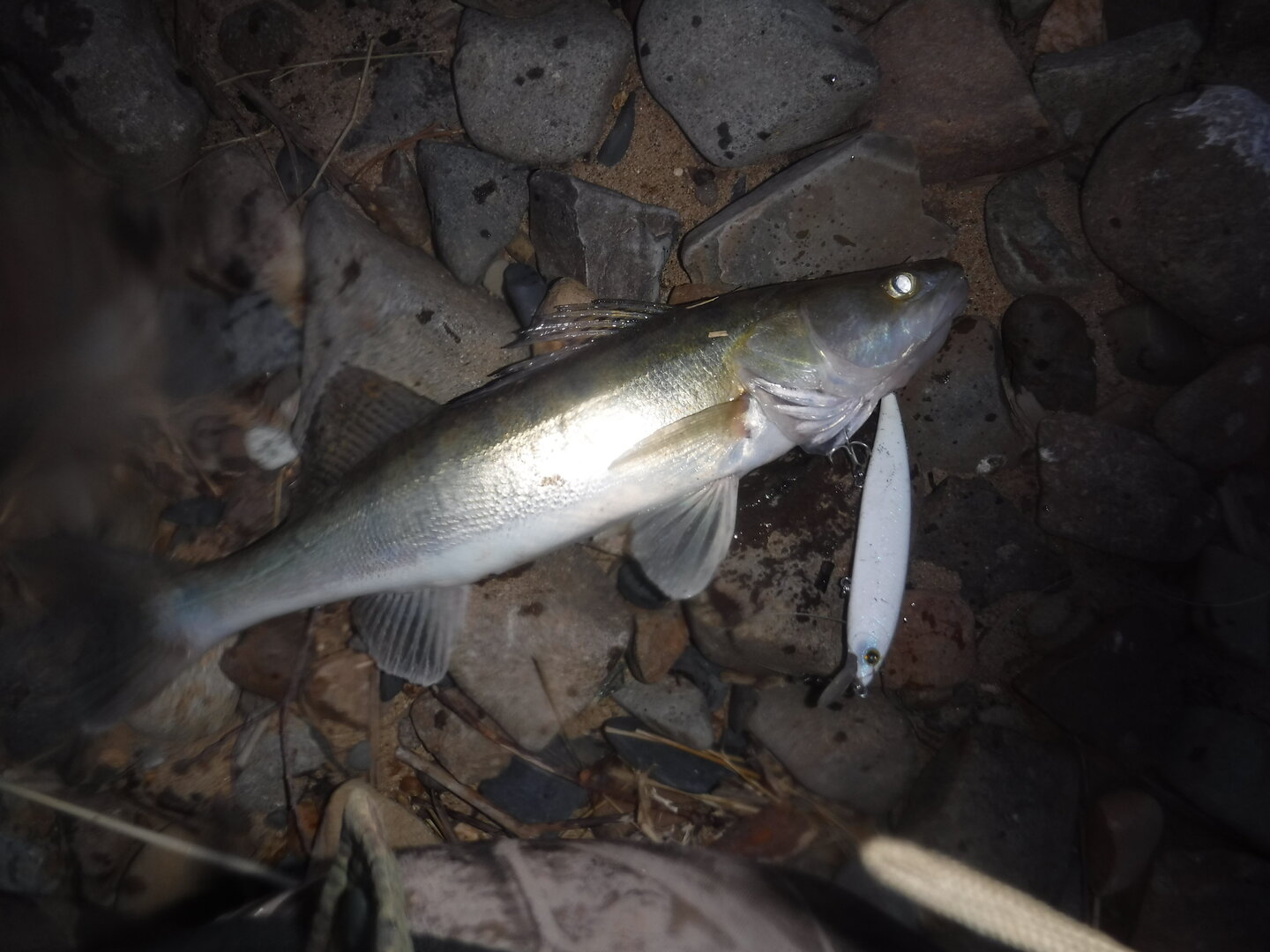 DSCF1618.JPG
