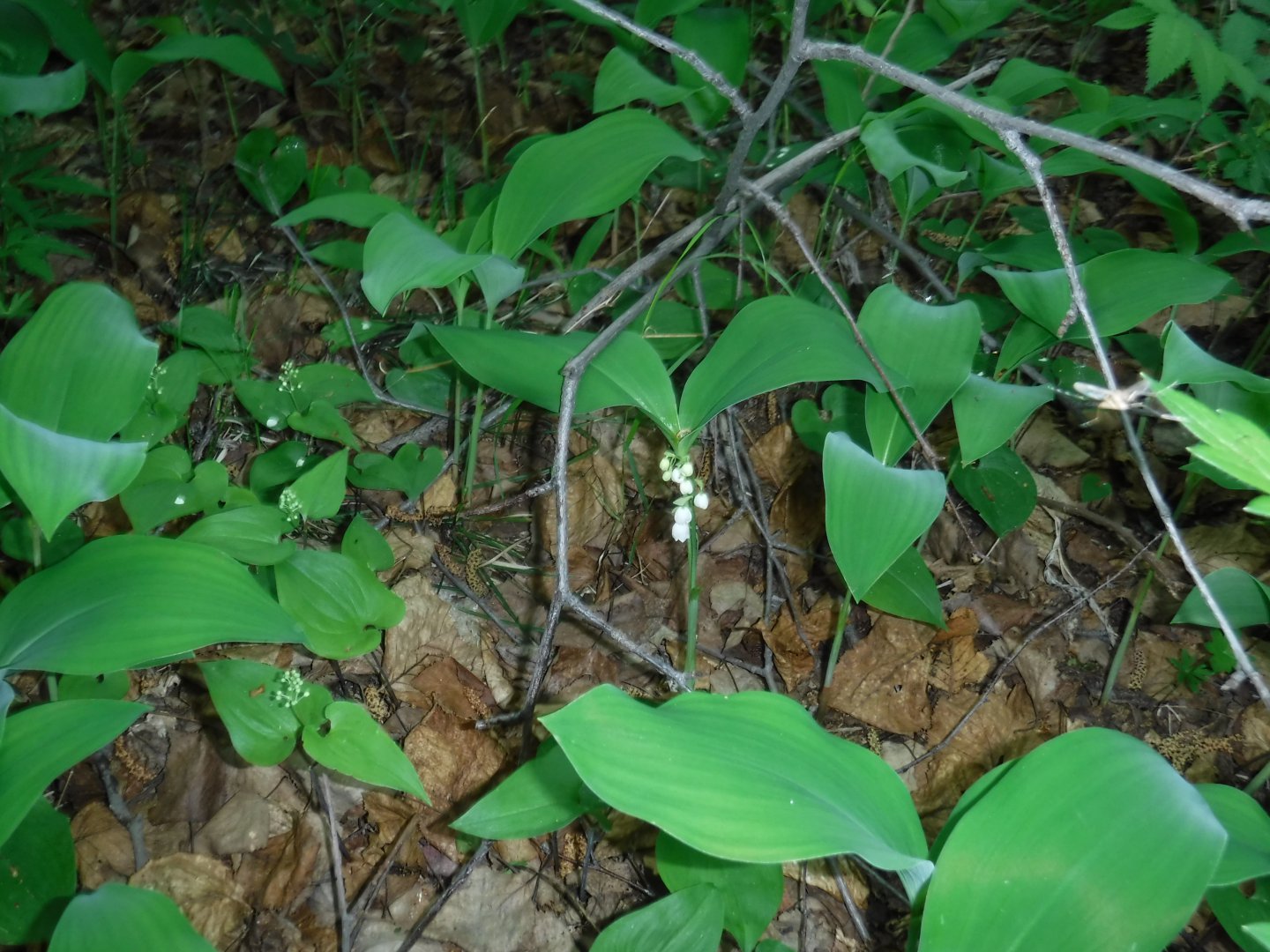 DSCF1619.JPG