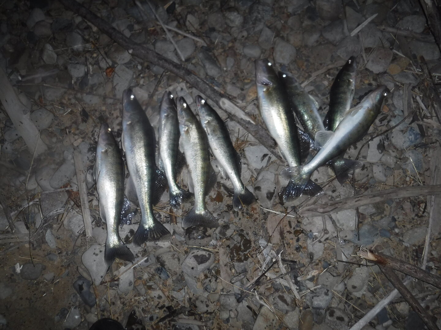 DSCF1619.JPG