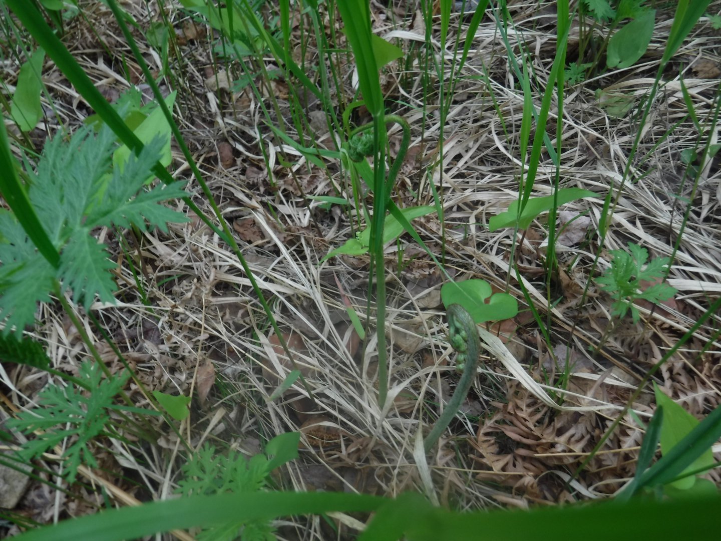 DSCF1629.JPG