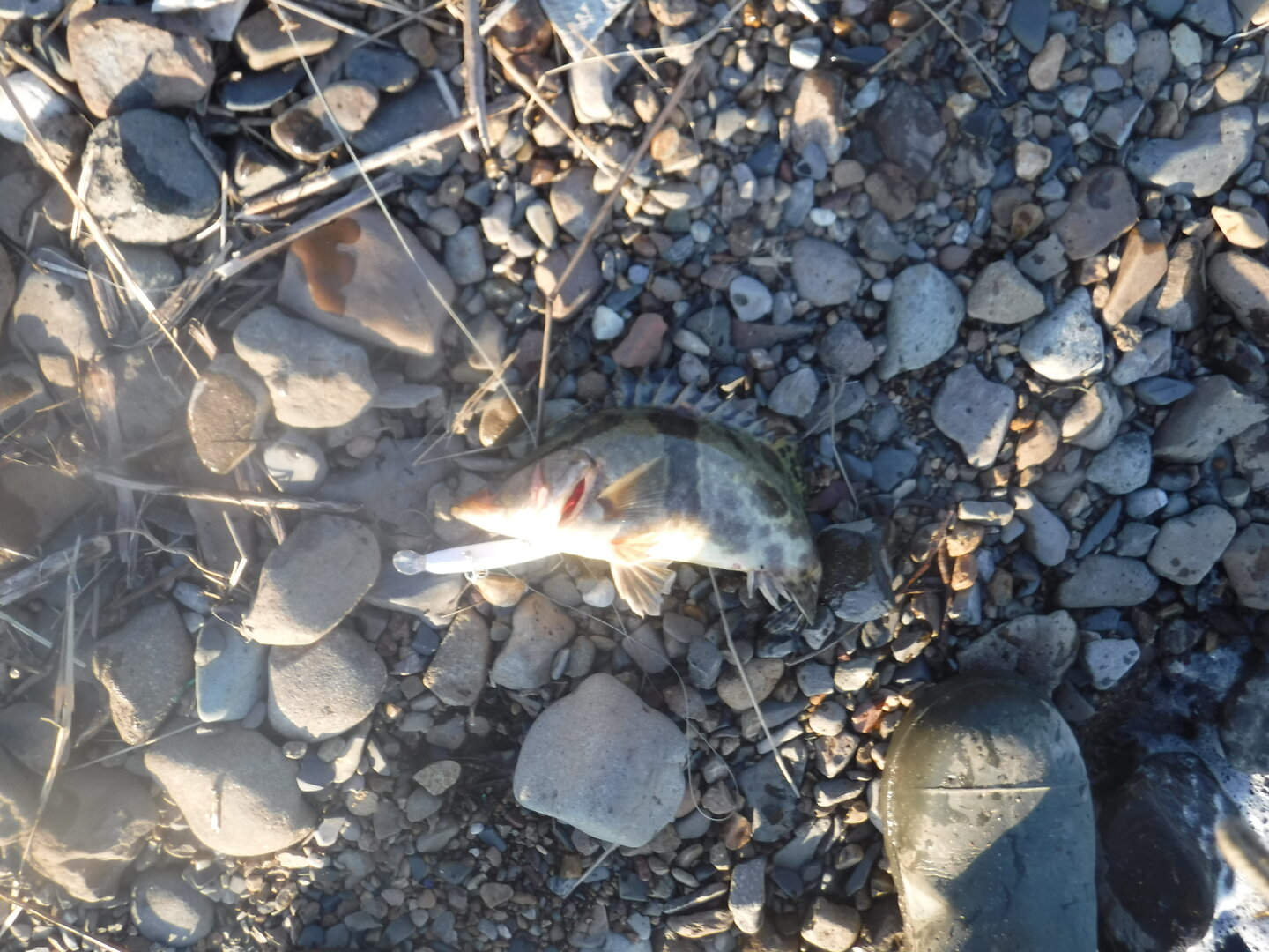 DSCF1633.JPG