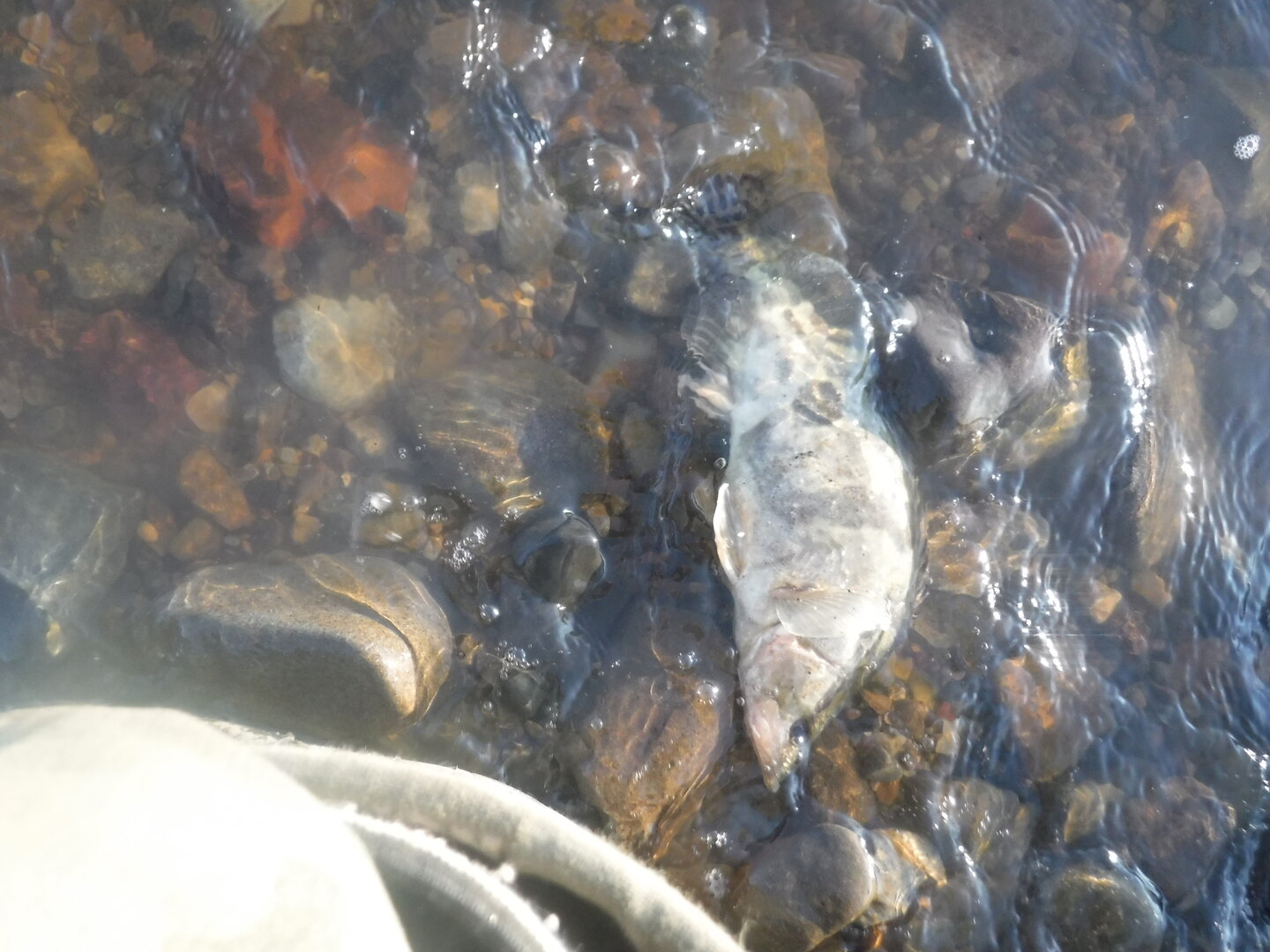 DSCF1636.JPG