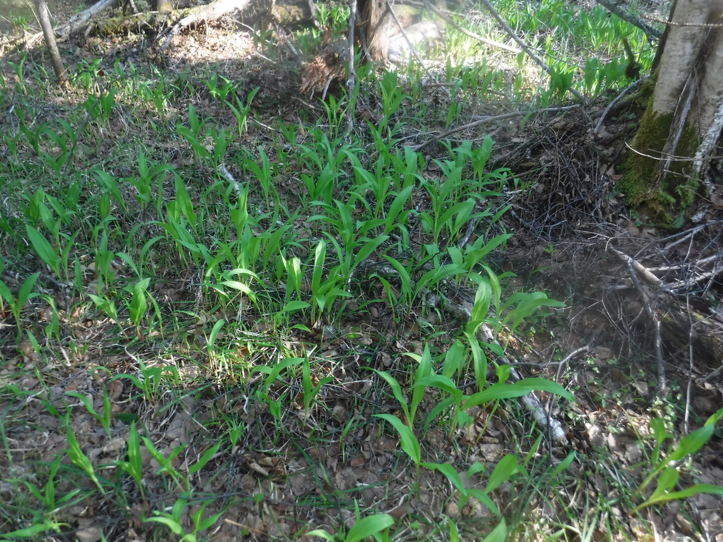 DSCF1649.JPG