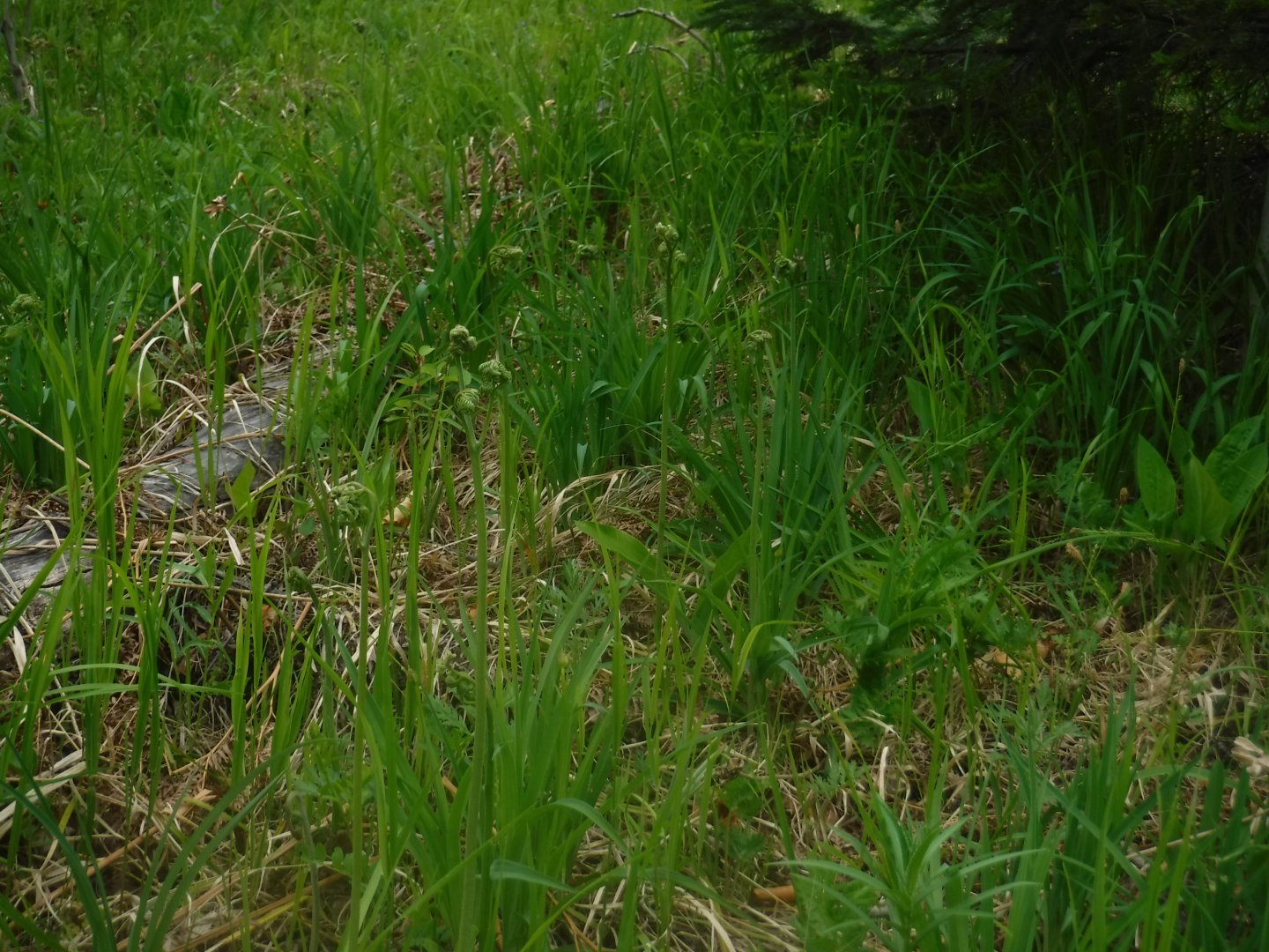 DSCF1655.JPG